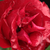 Rdeča - Vrtnice Floribunda - Inge Kläger
